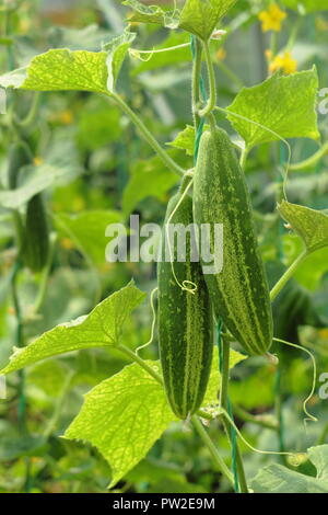 Cucumis sativus.  Cucumber  'Delikate B', a cucumber favoured for pickling, growing vertically up a string in a greenhouse Stock Photo
