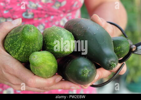 Cucumis sativus. Freshly harvested 'Marketmore' and 'Delikate' cucumbers in an English garden, UK Stock Photo