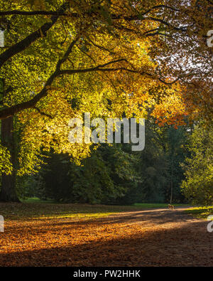 Border Terrier waits patiently in the Autumn sunshine for owners on a walk at Westonbirt Arboretum, Gloucestershire.