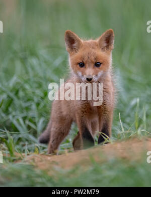 Fox Kits playing in the field Stock Photo