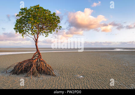 Solitary red mangrove tree awaits the return of the tide on sand flats at Yule Point in Far North Queensland. Stock Photo