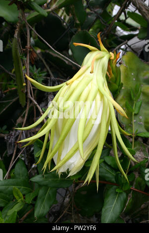 CLOSE-UP OF THE UNOPENED FLOWER OF HYLOCEREUS UNDATUS (WHITE-FLESHED PITAHAYA) GROWN AS ORNAMENTAL VINE OR FOR THE FRUIT Stock Photo