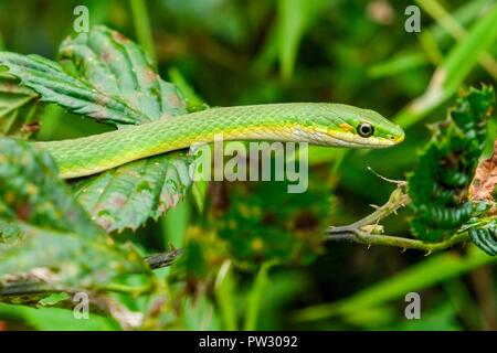 A rough greensnake, also known as a green grass snake, slithers through the greenery at Yates Mill County Park in Raleigh North Carolina. Stock Photo