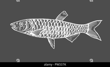 Ink sketch of fish. Hand drawn vector illustration on black background. Retro style. Stock Vector