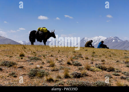 Silhouette of yak in front of Afghan Great Pamir on trek from Keng Shiber to Kara Jilga, Zorkul Nature Reserve, Pamir Mountains, Tajikistan Stock Photo