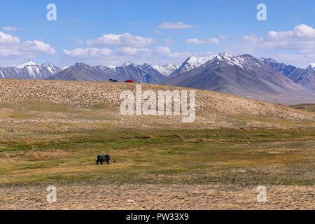 Backcountry campsite on Afghan-Tajik border with Afghan Great Pamir in background and yak in foreground, Pamir Mountains, Tajikistan Stock Photo