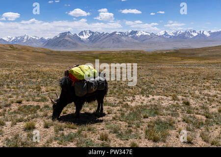 Yak packed for expedition from Keng Shiber to Kara Jilga with Afghan Great Pamir in background, Pamir Mountains, Gorno-Badakhshan, Tajikistan. Stock Photo