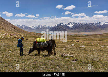 Kyrgyz herders in Keng Shiber with yak packed for expedition from Keng Shiber to Kara Jilga, Pamir Mountains, Gorno-Badakhshan, Tajikistan. Stock Photo