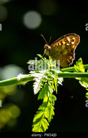 Closeup of a speckled wood butterfly, Pararge aegeria. Resting on a leaf in a forest with open wings Stock Photo