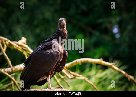 Closeup of a American black vulture Coragyps atratus portrait perching on a branch. This is a scavenger and feeds on carrion. Stock Photo
