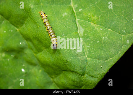 Closeup of a Box tree moth caterpillar, Cydalima perspectalis, feeding on leaves. An invasive species in Europe and has been ranked the top garden pes Stock Photo