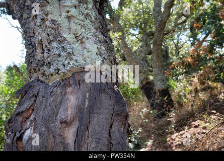 Close up of harvested cork oak tree (Quercus Suber). Near Bosa, Sardinia, Italy Stock Photo