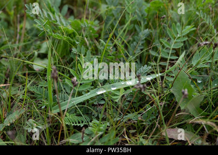 Background, dew drops lie on a green blade of grass in the summer on the meadow Stock Photo