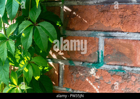 Ivy on a brick wall backdrop of sunny day. green leaves. close up Stock Photo