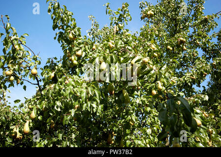 ripe pears growing on a garden pear tree after hot summer in Liverpool Merseyside England UK Stock Photo