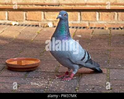 Resting, ringed homing / racing / domestic pigeon (Columba livia domestica) with seed and water bowl Stock Photo