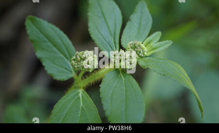 Upland Weed Euphorbia hirta flowers Stock Photo
