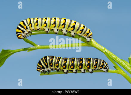 Two fifth instar Black Swallowtail butterfly caterpillars on parsley, a light and a dark version, both getting near to pupating
