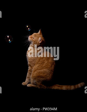 Ginger tabby cat watching soap bubbles floating in front of him, side view, on dark background Stock Photo