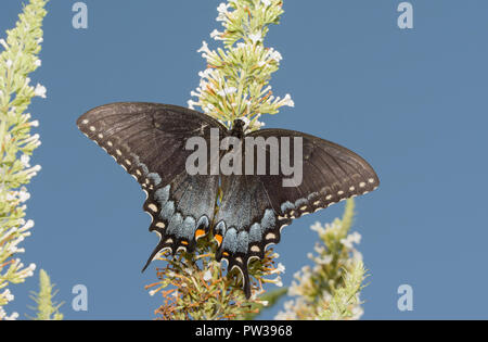 Dark morph of female Eastern Tiger Swallowtail butterfly feeding on a white Buddleia with blue sky background Stock Photo