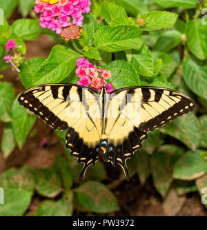 Dorsal view of an Eastern Tiger Swallowtail butterfly feeding on pink Lantana flowers Stock Photo