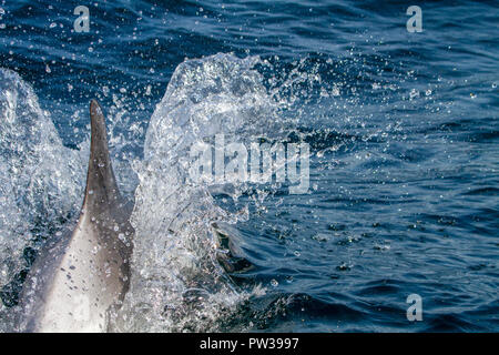 White-beaked dolphin breaking water Stock Photo