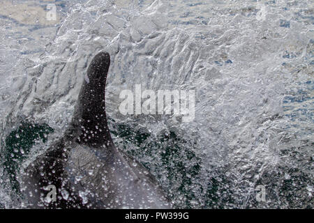 White-beaked dolphin breaking water