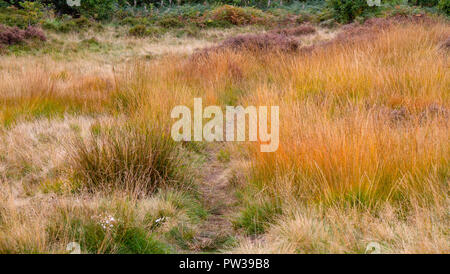 Autumn colour in heathland grass Stock Photo