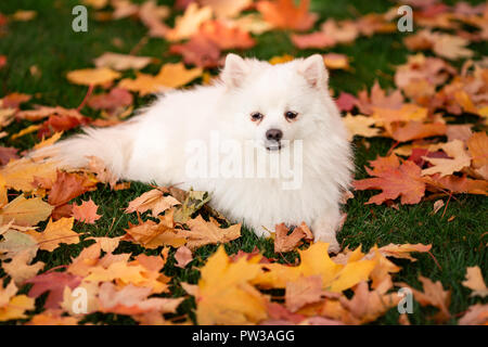 Cute white friendly spitz dog in autumn leaves in the park