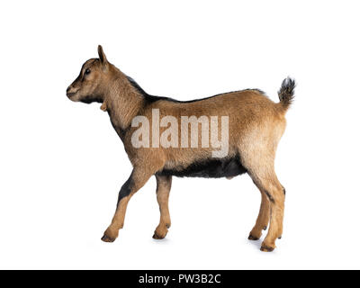 Brown agouti pygmy goat waling side ways lookingstraight ahead, isolated on white background Stock Photo