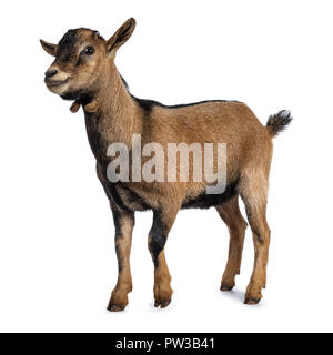 Brown agouti pygmy goat standing side way looking to camera, isolated on white background Stock Photo
