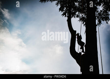 treeclimber above tree to perform pruning and felling arboriculture Stock Photo