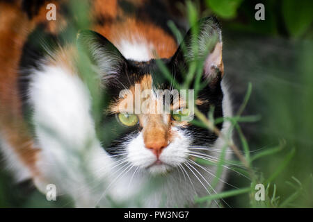 Tortoiseshell Calico Female Cat hiding in the plants. Stock Photo