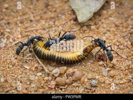 AFRICAN STINK ANT (Pachycondyla tarsata) with Millipede prey, Gorongosa National Park, Mozambique Stock Photo