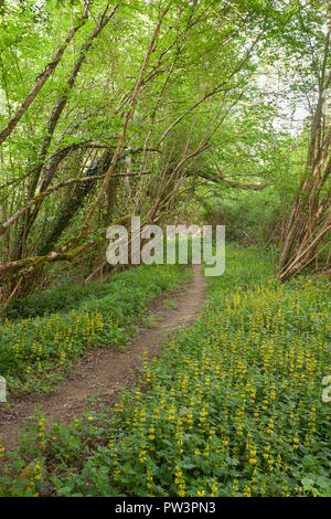 YELLOW ARCHANGEL (Lamium galeobdolon) along woodland footpath, Lindfield, West Sussex, England, UK. May Stock Photo