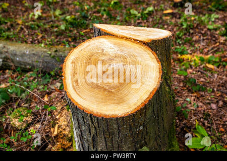 Close-up of tree rings on 30-year old Sweet Chestnut tree stump Stock Photo