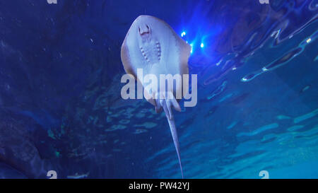 Scat is swimming in the glass tunnel of Aquarium Stock Photo