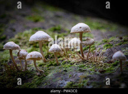 Wild mushrooms growing on a tree in the rainforest Stock Photo