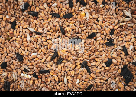 Mixture of bird seed, backgrounds Stock Photo