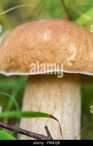 Boletus edulis edible mushroom in the forest. Close-up macro photo with shallow DOP Stock Photo