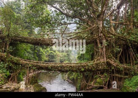 Famous Double Decker living roots bridge near Nongriat village, Cherrapunjee, Meghalaya, India. This bridge is formed by training tree roots over year Stock Photo