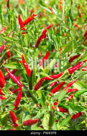 Closeup of Fresh red chillies growing in a vegetable garden. It can be used for textures and backgrounds. Stock Photo