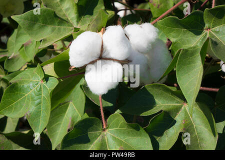 Field of cotton in the countryside ready for harvesting. Stock Photo