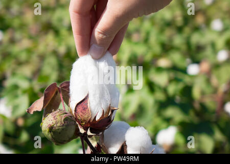 woman picking up cotton Stock Photo