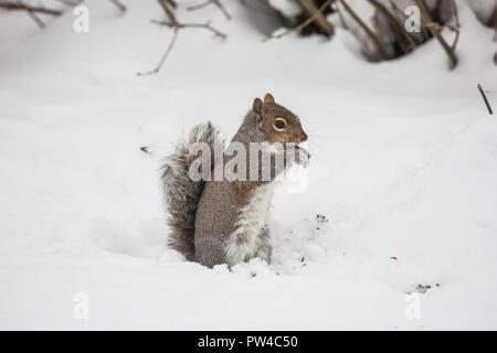 Grey squirrel in snow Stock Photo