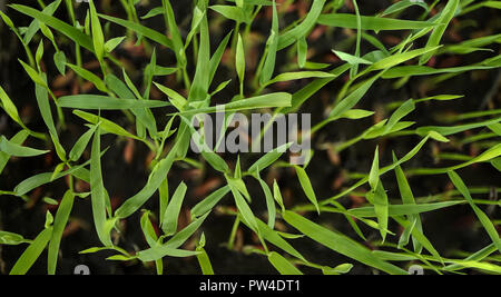 Rice Seedlings Leaves Top View Stock Photo