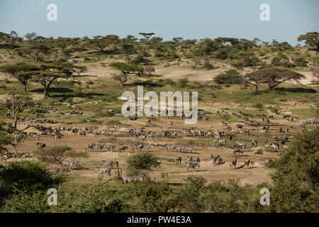 High angle view of wildebeests and zebras on field against clear sky at Maasai Mara National Reserve during sunny day Stock Photo