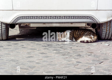 European cat sleeping under a white car Stock Photo