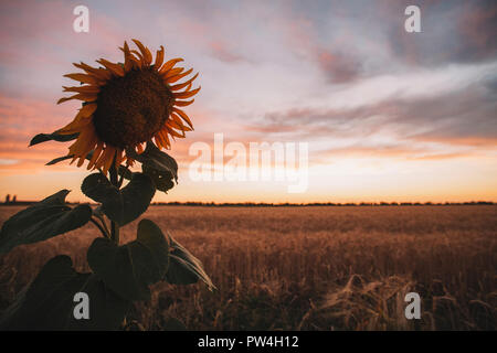 Close-up of sunflower growing on field against sky during sunset Stock Photo