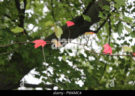 fall leaves Stock Photo